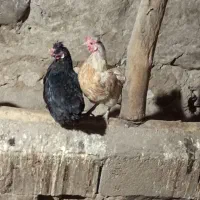 مرغ تخم گذار سالم و سرحال|حیوانات مزرعه|نظر کهریزی, |دیوار