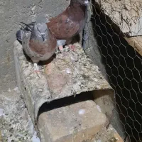 نروماده فروشی قیمتها فرق دارن|پرنده|اردکان, |دیوار