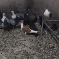 کفتر هوایی تبعیدی نروماده|پرنده|مه ولات, |دیوار