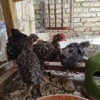 جوجه آمروک دو ماه