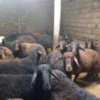 فروش 47 راس بره جفتی 115 کیلو به فروش می‌رسد