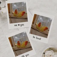 طوطی برزیلی|پرنده|اهواز, کوی صادقیه|دیوار