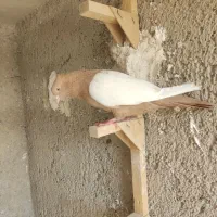 سینه زرد ماده