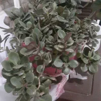 گل طبیعی