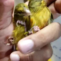 قناری سبز سو قدیم