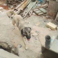 سگ افغان سرابی