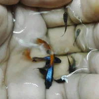 گوپی ومیگو .|ماهی|کرمان, |دیوار