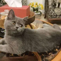 گمشده در حوالی نوبنیاد خیابان ارگ|حیوانات|کیش, |دیوار