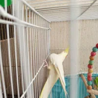 عروس نر لوتینو بالغ