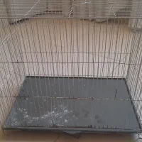 قفس
