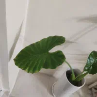 گل طبیعی باباآدم