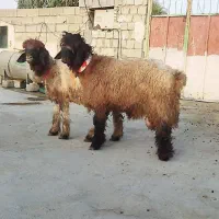 فروش دو راس کوه قوچ قنقر بی مثال