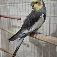 عروس هلندی یک ساله سخنگو