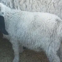 بره نر پاکستانی دم خونه ای۶ ماهه تقریبا|حیوانات مزرعه|زاهدان, |دیوار