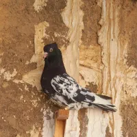 کله ذات قدیم