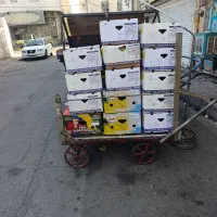 کارتن موز