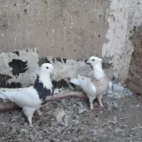 طوقی سرور|پرنده|قم, پردیسان|دیوار