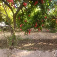 انار کوهنانی|خوردنی و آشامیدنی|کوهنانی, |دیوار