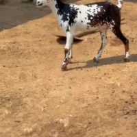 نابیبزغاله|حیوانات مزرعه|الشتر, |دیوار