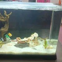 دو عدد آکواریوم سالم با تعدادی ماهی