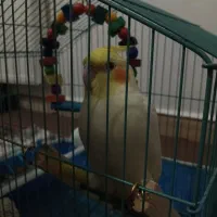 عروس هلندی چشم شرابی-دوماهه همراه با تجهیزات