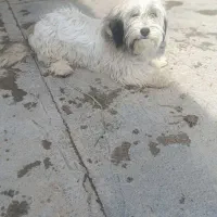 سگ پاکوتاه
