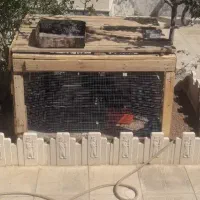 قفس مرغ و خروس