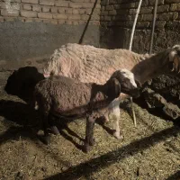 میش بره داشتی