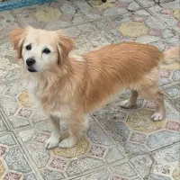 بیستی نر|سگ|اهر, |دیوار