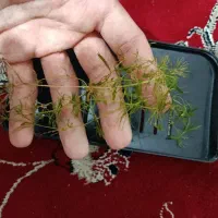 گیاه شیویدی آکواریوم