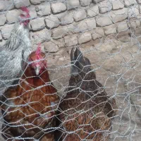 مرغ رسمی جوان