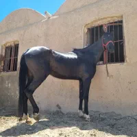 اسب مادیون عرب ایرانی|اسب و تجهیزات اسبسواری|ابرکوه, |دیوار
