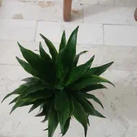 گل و گیاه، زیبا|گل و گیاه طبیعی|رشت, جهاد|دیوار