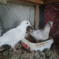 کبوتر جوجه سفید و سار اوقون