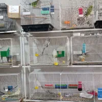 واگذاری پرنده فروشی وکلی لوازم جانبی قفس وپایه|پرنده|تربت‌حیدریه, شهرک ولیعصر|دیوار