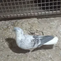 کفتر قاره دم سفید|پرنده|سراب, |دیوار