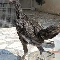 خروس مرغ و جوجه|حیوانات مزرعه|بندر دیر, |دیوار