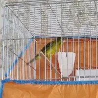 قناری نر|پرنده|قزوین, |دیوار