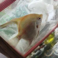 ماهی آنجل