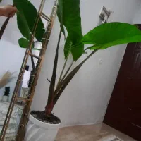 گل بابا آدم