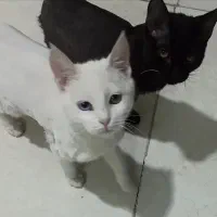 گربه چشم دو رنگ انگورا|گربه|مشهد, توس (بلوار توس)|دیوار