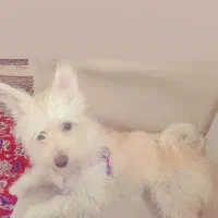 سگ ماده فروشی بسیار باهوش