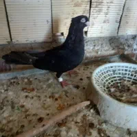 کبوتر سیاه صرب نر