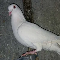 سفید المانی نر به شرط شب بازی|پرنده|زرین دشت (فارس), |دیوار