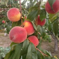 نهال هلو زعفرانیو...دیرگل