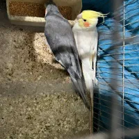 عروس هلندی|پرنده|خلخال, |دیوار