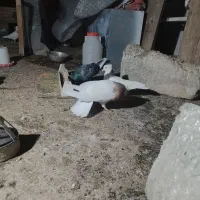 ی جفت طوقی آس|پرنده|مشهد, چهارچشمه|دیوار