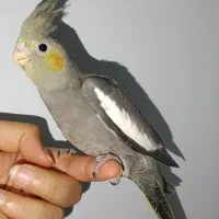 جوجه عروس هلندی دو هفته