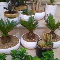 گلهای اپارتمانی زیبا|گل و گیاه طبیعی|تبریز, |دیوار