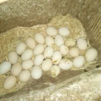 تخم مرغ گلین